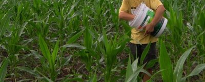 种玉米每亩施肥多少,每亩施入的有机肥不可低于4000公斤