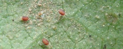 红蜘蛛的危害特征，主要危害叶片