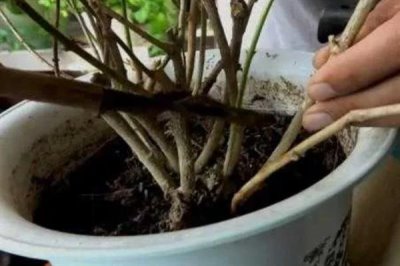 茉莉花烂根的原因及解决方法，可能是盆土不适或浇水不当所致