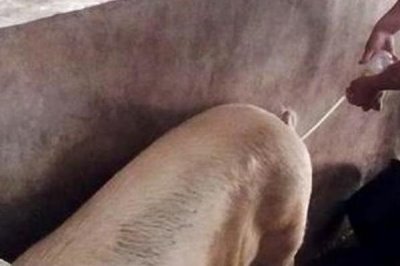 公猪和母猪的配种要点,授精后注意母猪的发情周期