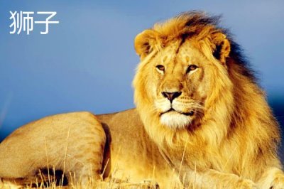 疣猪和野猪有什么区别,疣猪是野猪里面的一个品种