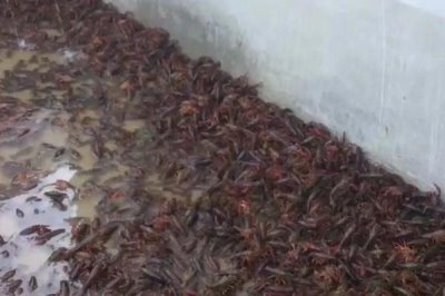 哪里有龙虾养殖基地，湖南、重庆、上海等地都有