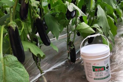茄子在高温季节的施氮肥要点,一定要控制施用量