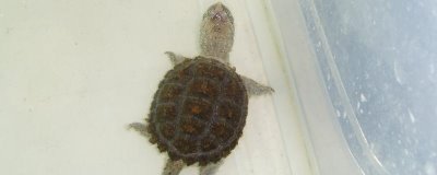 3cm小鳄龟容易养吗，饲养难度小