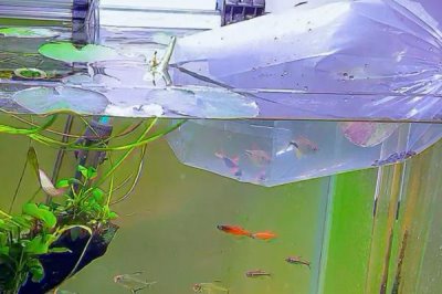 新鱼入缸的注意事项,消毒和过温很关键