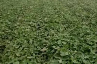 紫薯的种植方法,在2月份中旬可出窖育苗