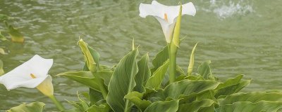 白马蹄莲的花语，寓意幸福和纯洁等