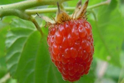 种植树莓的利润,夏果型品种的亩收益为4000元左右