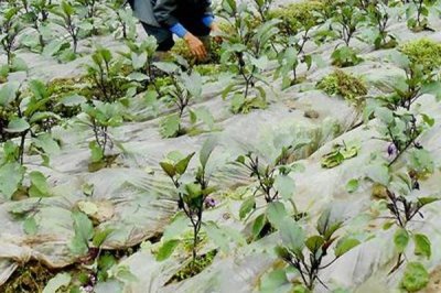 茄子在高温季节的施氮肥要点,一定要控制施用量