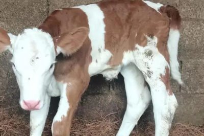 牛犊拉黄稀屎怎么处理，可根据体重喂敌百虫