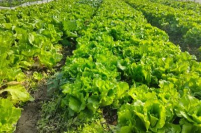 磷酸二氢钾的作用,可促进氮磷吸收