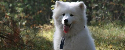 狗狗涨奶怎么处理,可以给狗狗喂猪肝