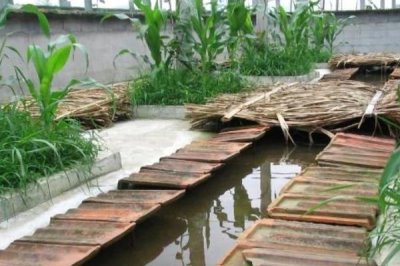 石蛙苗的养殖方法，每天上午、下午均投喂一次