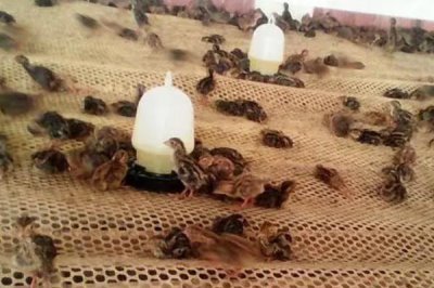 鹌鹑养殖常见问题,投喂过多的青料会排出绿色粪便