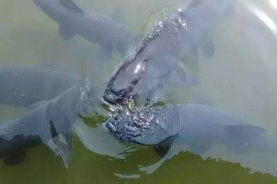 水库钓青鱼的适宜水深，钓点要选择安静隐蔽处