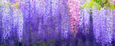 紫藤叶子发黄的原因及解决办法,可能是浇水过多或缺肥等导致的