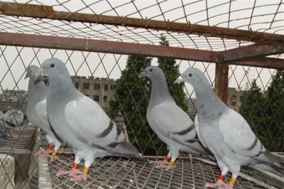 鸽子避光法的意思,是指人为减少光照强度