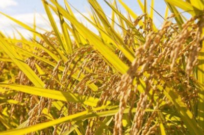 中后期谷子腾伤如何防治,浇水在下午或晚间进行