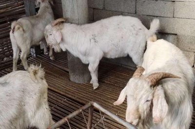 山羊一年下几窝，一般一年生产两次或者两年产三次