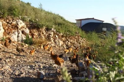 散养鸡如何养殖，养鸡时要选择合适的鸡苗