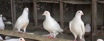 养殖鸽子怎么检查健康状况,健康的鸽子比较活泼且敏感