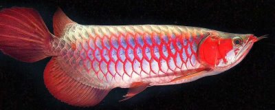 鱼类松鳞病,是细菌引起的鱼病