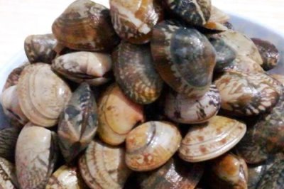 花甲简介,广泛分布于世界各大洋