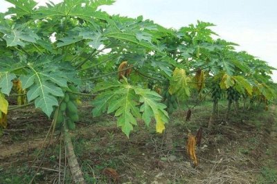 木瓜种子常见品种及育苗方法，番木瓜主要种植在我国热带省份