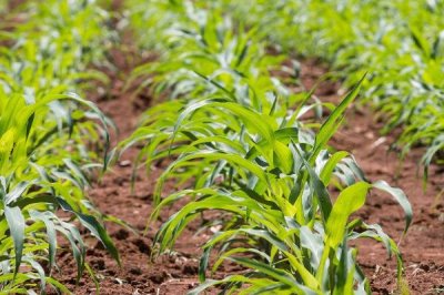 玉米的育苗方法,首先选择好的优质玉米种子