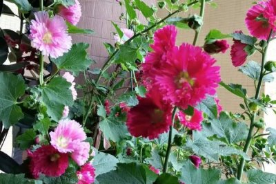 怎么修剪盆栽芙蓉花,可以在11月和3月份进行