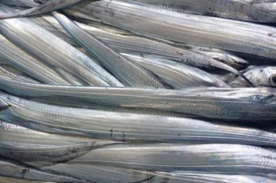 带鱼的白色鱼皮是什么,是一层由特殊脂肪形成的表皮