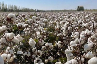 棉花是什么,是锦葵科、棉属植物