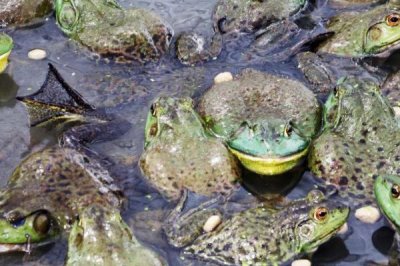 牛蛙简介,原产于北美洲