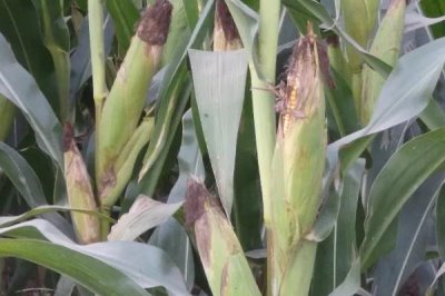 珍白玉8号(试验名称:珍白玉8号)玉米种子特征特性,在各地最佳节令播种