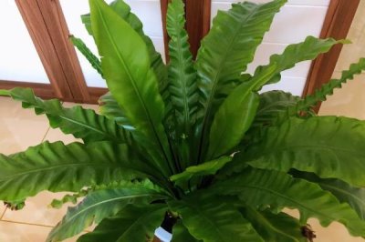 鸟巢蕨如何养殖以及要注意什么，常年放在室内光线明亮处养护即可