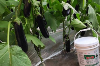 茄子怎么施肥，幼苗期主施农家肥、盛果期主施氮肥