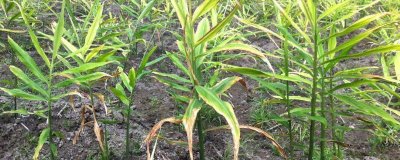 生姜的常见病害与防治方法,常见的有软腐病、腐烂病等