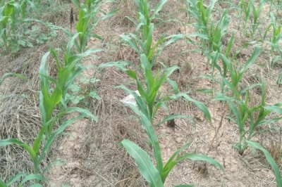 天丰S6玉米品种简介,该品种幼苗期第一叶鞘紫色