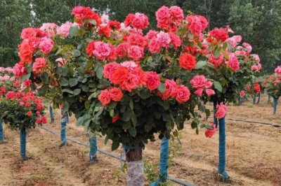 南阳月季树的价格，一棵需要25-80元左右