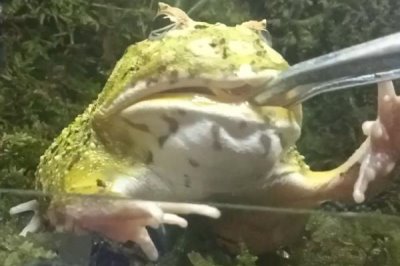 角蛙怎么饲养,每隔2天换一次水