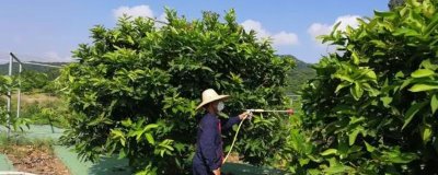 杀梢素和乙烯利可以一起用吗,通常情况下是可以一起使用的