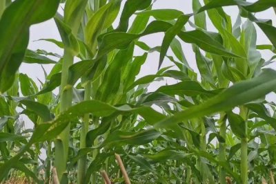 玉米杈子不打行吗，玉米杈子一定要打