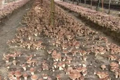 哪些因素会影响香菇的品质,水分、光照、温度等因素均会造成影响