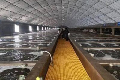 海参的养殖注意事项,要勤换水