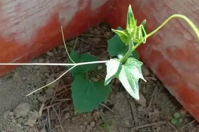 佛手瓜怎么种植，用温水浸种1小时再播种