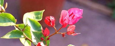 让三角梅开花的方法，可采取增加光照、控制水分供应、补充养分等措施