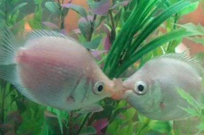 接吻鱼多久繁殖一次,一般4-6个月繁殖一次