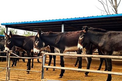 农村养什么动物可以赚钱,毛驴、鹅、野猪等动物值得选择