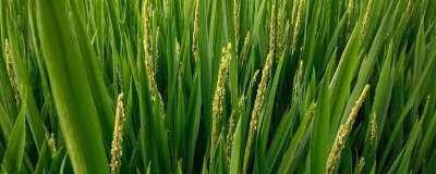 赣73优661水稻种子简介,大田用种量每亩1.0公斤