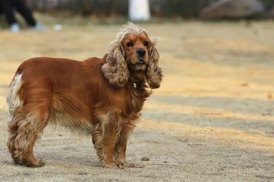 可卡的价格,市场上的常见品种一只需要800-2000元左右